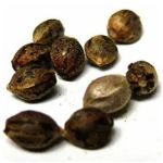 Семена марихуаны АК-47  (Seeds AK-47) в Вуктыле